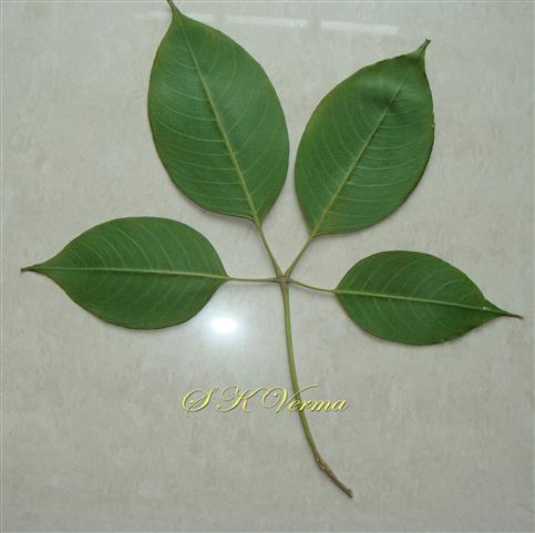  Leaf